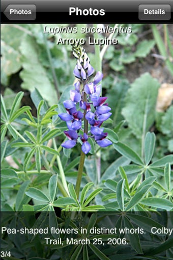 Image 0 for SGMPlants - Plants of the…