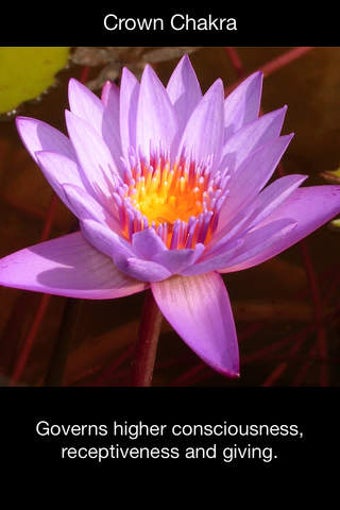 Image 0 for Chakra Wellbeing