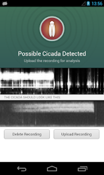 Image 1 for Cicada Hunt