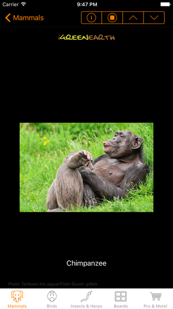 Image 0 for Animal Chatter - Fun Anim…