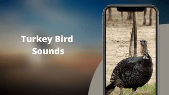 Image 2 for Turkey Sounds - Wild Turk…