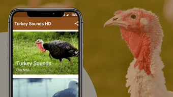 Image 1 for Turkey Sounds - Wild Turk…