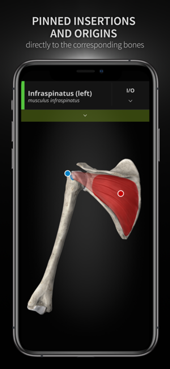 Image 2 for Anatomyka