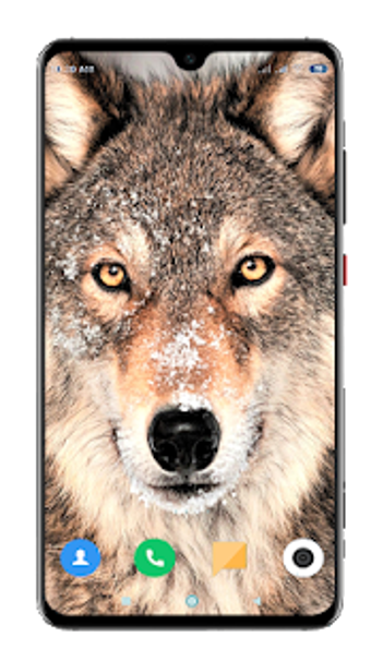 Image 3 for Wolf Wallpaper 4K