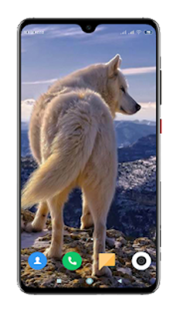 Image 0 for Wolf Wallpaper 4K