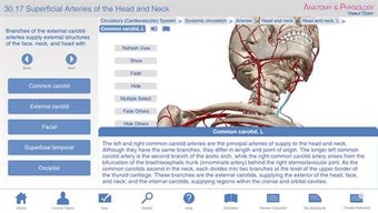 Image 3 for Anatomy & Physiology - Le…