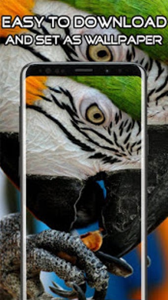 Image 3 for Parrot Wallpaper HD 4K