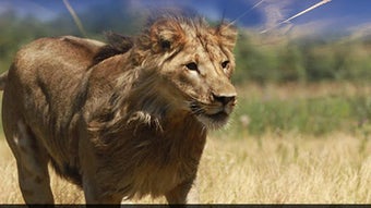 Image 0 for Real Lion Simulator 2017
