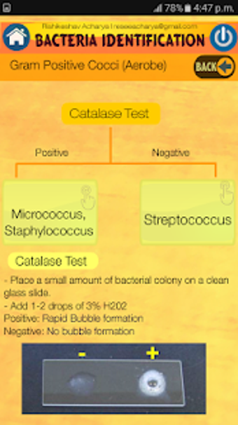 Imagen 0 para Bacteria Identification M…
