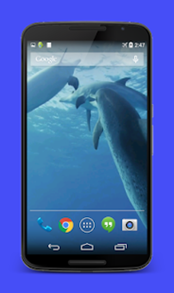 Image 1 for Dolphins Video Live Wallp…