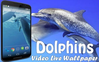 Image 2 for Dolphins Video Live Wallp…