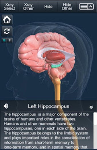 Imagen 0 para My Brain Anatomy