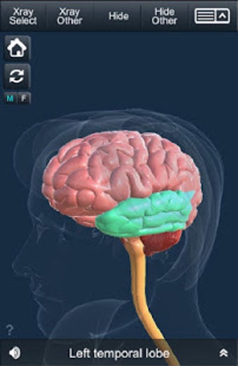 Imagen 2 para My Brain Anatomy