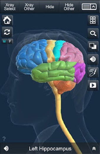 Imagen 1 para My Brain Anatomy