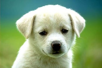 Image 1 for Animal Jigsaw puzzle