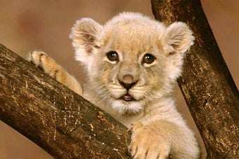 Image 0 for Animal Jigsaw puzzle