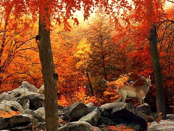 Image 0 for 3D Autumn Woods