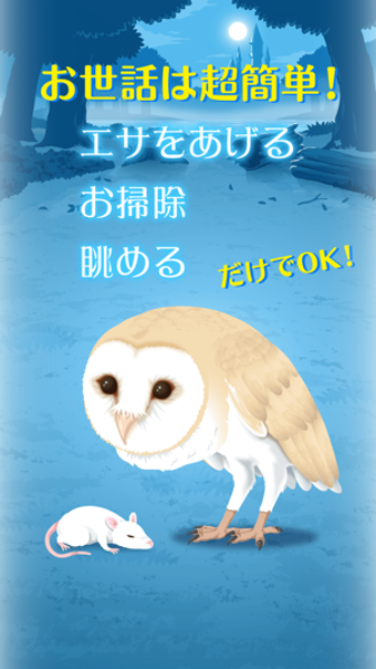 Image 0 for Owl Simulation Game