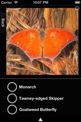Imagen 0 para Butterfly Encyclopedia