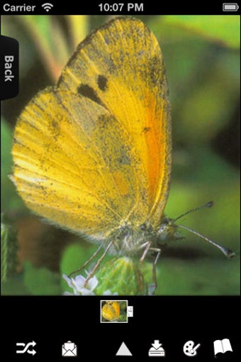 Imagen 5 para Butterfly Encyclopedia
