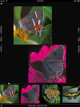 Imagen 1 para Butterfly Encyclopedia