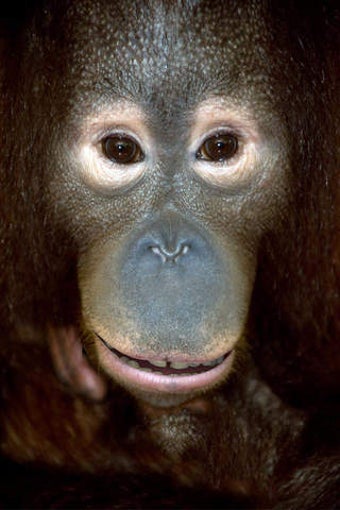 Image 0 for Talking Orangutan