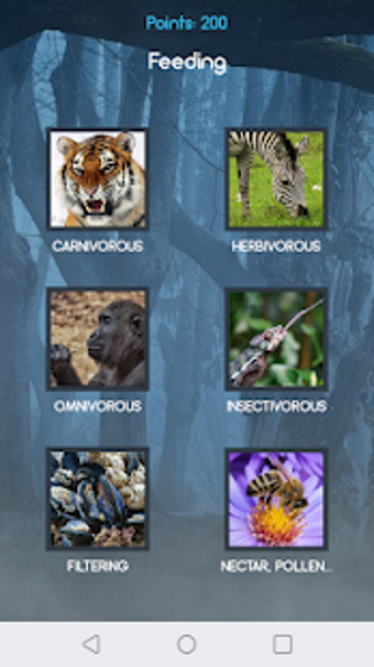 Image 3 for Animal Mystery
