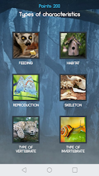 Image 1 for Animal Mystery