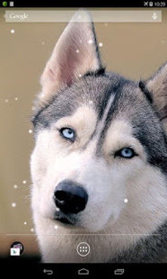 Image 2 for Husky Live Wallpaper