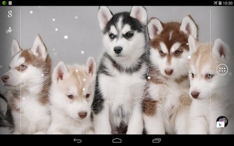 Image 1 for Husky Live Wallpaper