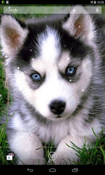 Image 3 for Husky Live Wallpaper