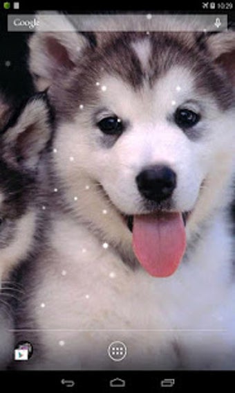 Image 0 for Husky Live Wallpaper