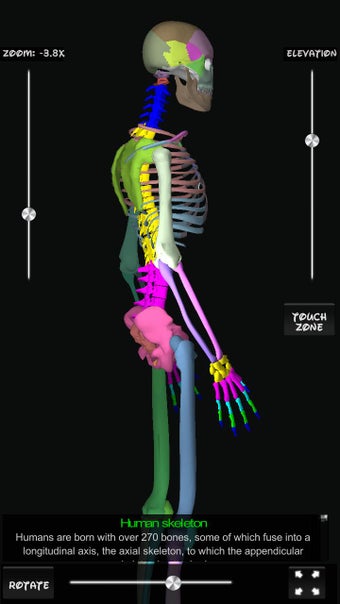 Image 2 for Human Bones 3D (anatomy)