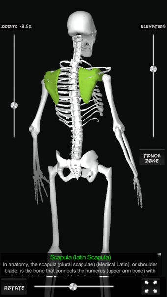 Image 3 for Human Bones 3D (anatomy)