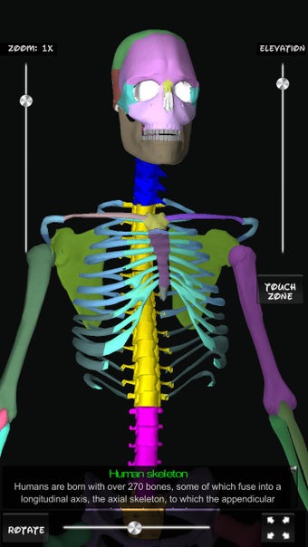Image 0 for Human Bones 3D (anatomy)