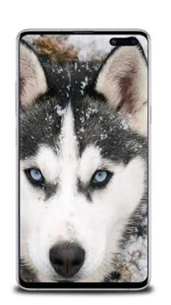 Image 2 for Wolf Wallpaper