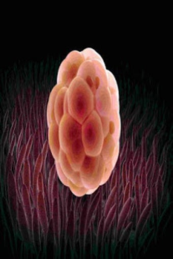 Image 0 for Human Anatomy