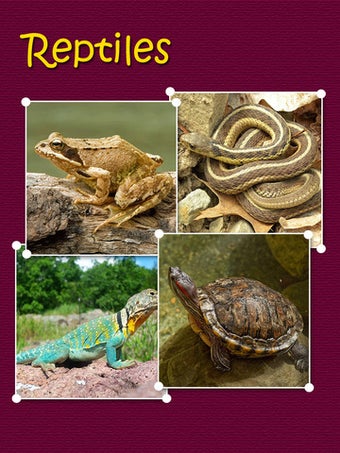 Image 6 for Atlas: Reptiles of World