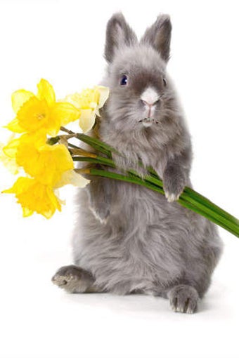 Image 0 for A Talking Easter Bunny