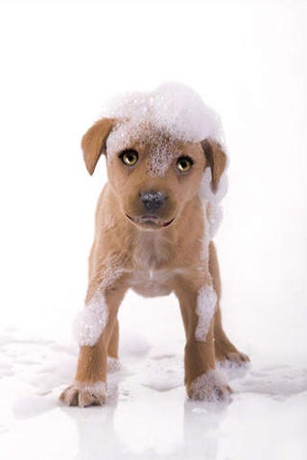Image 0 for Talking Pup