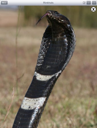 Image 4 for eSnakes of Southern Afric…