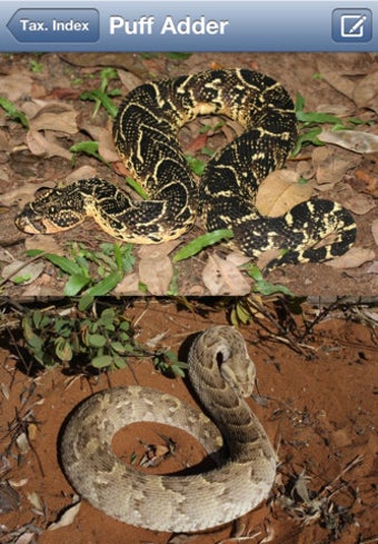 Image 6 for eSnakes of Southern Afric…