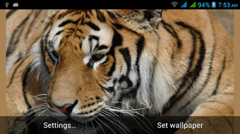 Image 0 for Big Cats Live Wallpapers