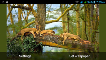 Image 2 for Big Cats Live Wallpapers