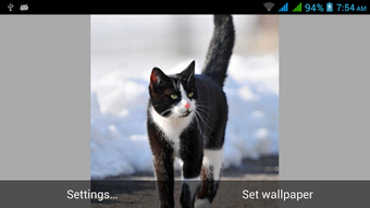 Image 1 for Big Cats Live Wallpapers