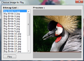Imagen 1 para Big Birds