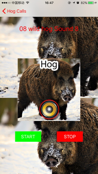 Image 1 for Real Hog Hunting Calls & …