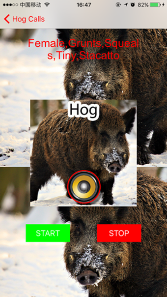 Image 2 for Real Hog Hunting Calls & …