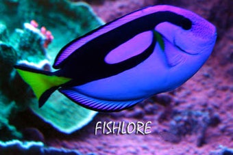 Image 0 for Fishlore Aquarium Fish Fo…