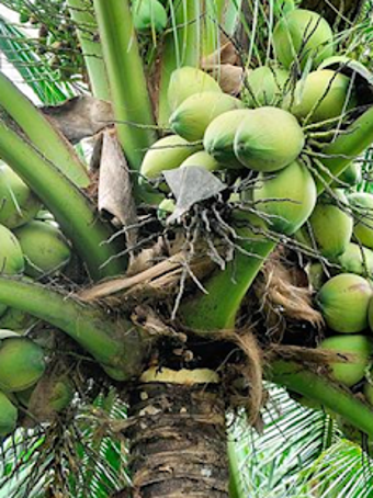 Image 0 for Coconut Water Health Bene…